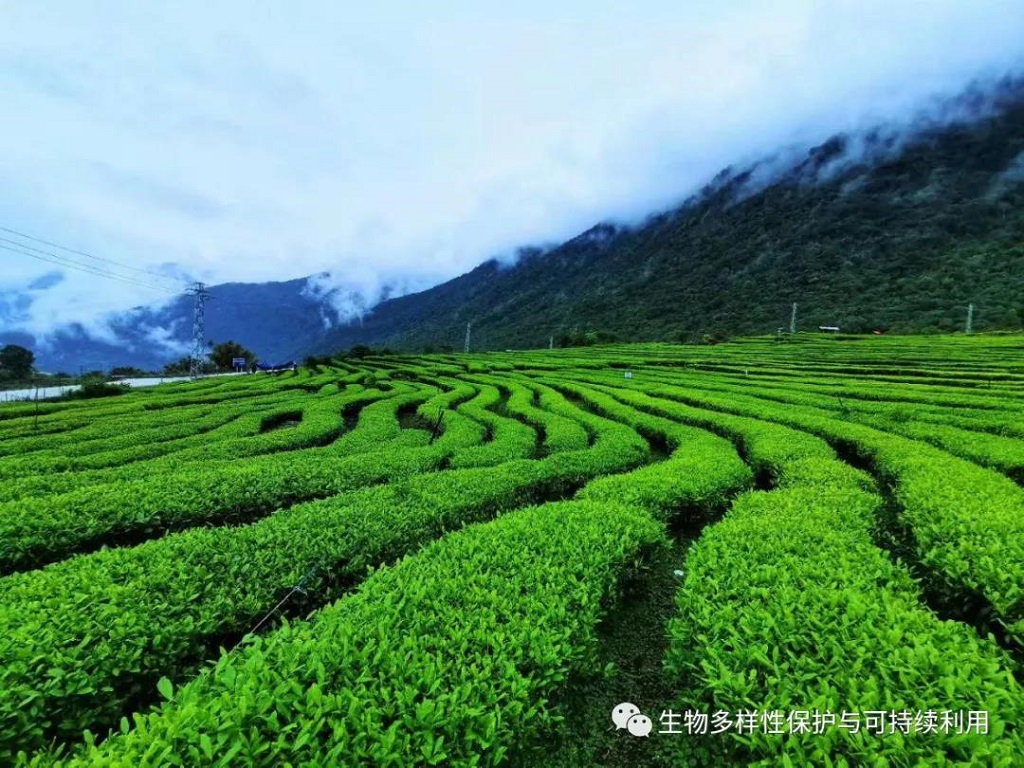 null 微信圖片_20200507194046.jpg